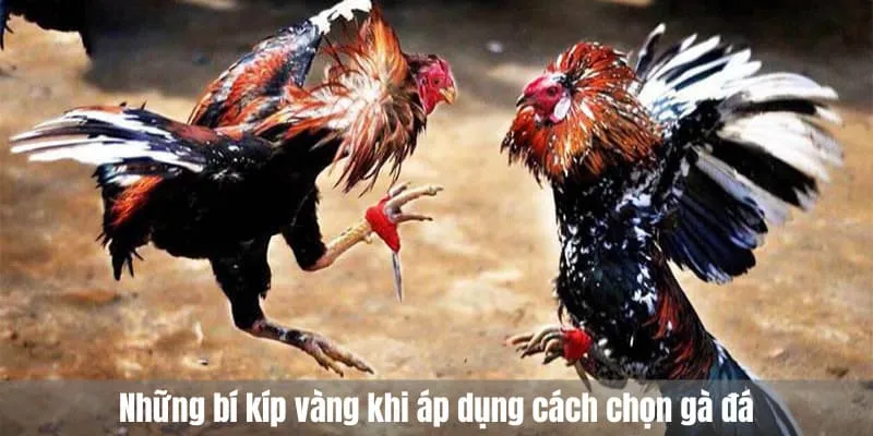 bí kíp chọn gà