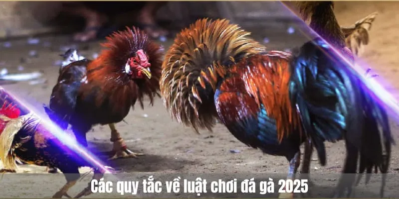 Các quy tắc về luật chơi đá gà 2025