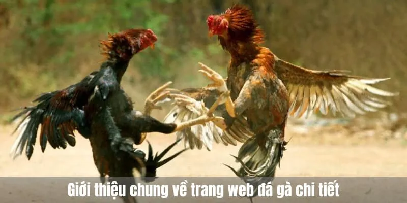 Giới thiệu chung về trang web đá gà