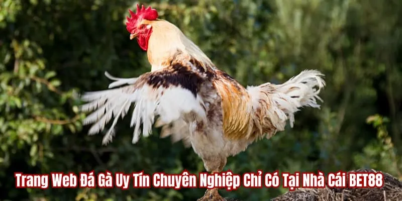 trang web đá gà